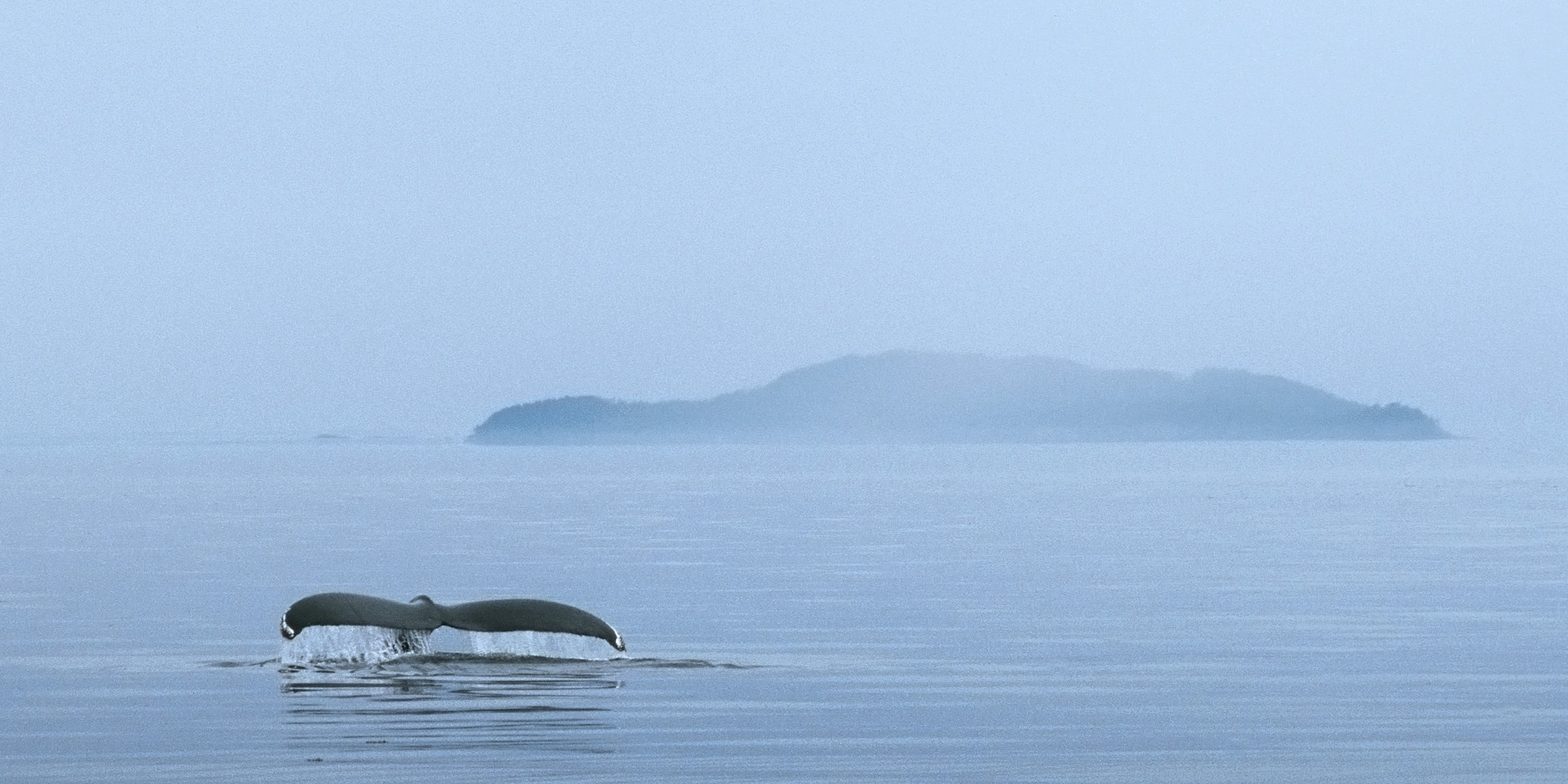 Buckelwal am Rande der Johnstone Strait