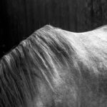 Noble Pferde by Frank Sonnenberg, Fotograf Wuppertal